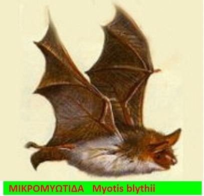 5 16 Lesser_Mouse-Eared_Bat