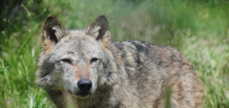 Τρεις απώλειες για τους λύκους του Αρκτούρου