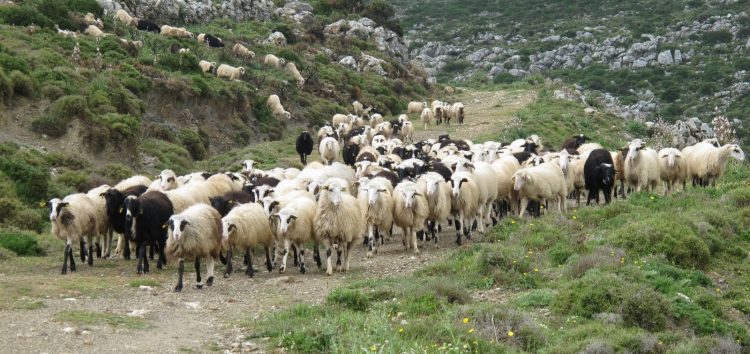 Ημερίδα στη Φλώρινα από το ΓΕΩΤ.Ε.Ε. για επίκαιρα θέματα κτηνοτροφίας