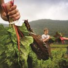 «Εγκατάσταση Νέων Γεωργών»: παρατείνεται έως 23-12-2016 η περίοδος υποβολής των αιτήσεων στήριξης