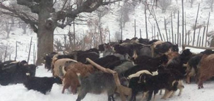 Η Πανελλαδική Επιτροπή Μπλόκων για τις μεγάλες ζημιές στην κτηνοτροφία από τα χιόνια και τον παγετό