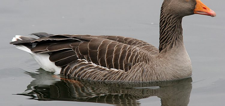 Σχετικά με την εμφάνιση κρούσματος γρίπης των πτηνών σε άγριο πτηνό (σταχτόχηνα) στις λίμνες Πρεσπών