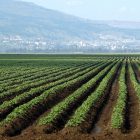 Υποβολή αιτήσεων στήριξης για βιολογικές καλλιέργειες