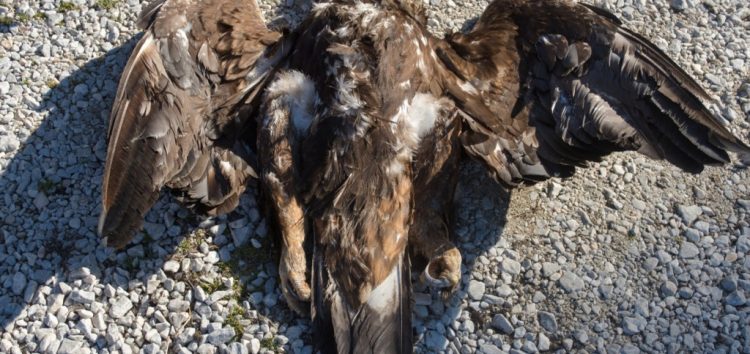 Σπάνιος χρυσαετός εντοπίστηκε νεκρός στο Εθνικό Πάρκο Πρεσπών