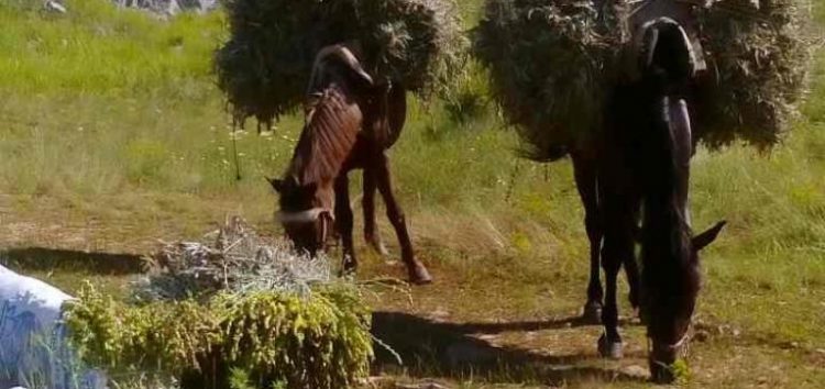 Συνελήφθησαν τρεις αλλοδαποί που είχαν συλλέξει από δασική περιοχή της Φλώρινας πάνω από 136 κιλά τσάι βουνού