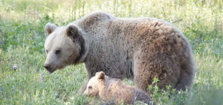 Δημόσια εκδήλωση του έργου “LIFE AMYBEAR” στο Αμύνταιο