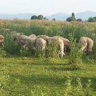 Δικογραφία εις βάρος κτηνοτρόφου για ψευδή δήλωση – Δήλωσε κλοπή προβάτων που δεν είχε