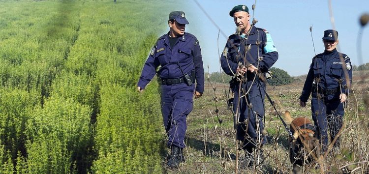 Ο άγνωστος πόλεμος της… ρίγανης