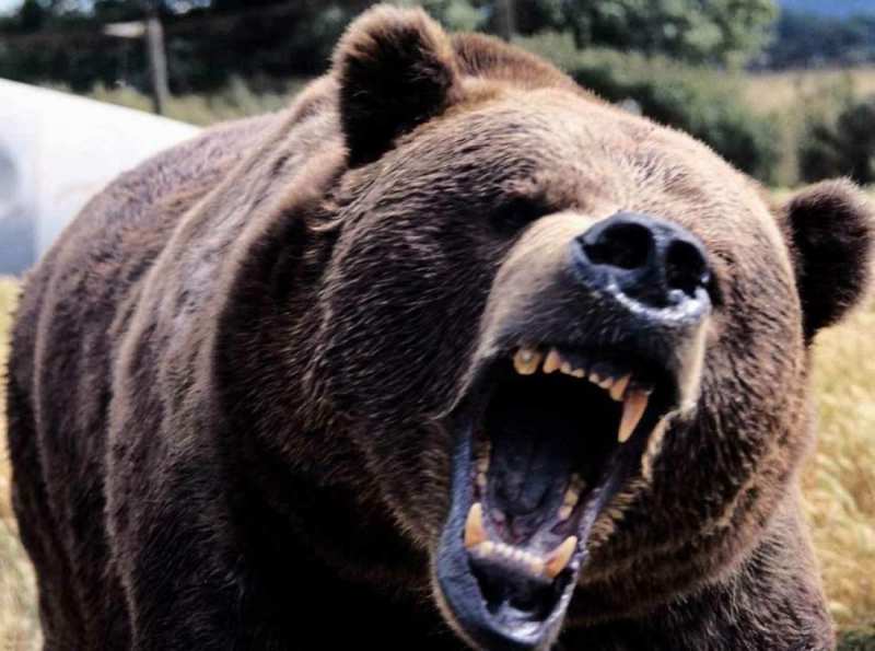 Αρκούδα επιτέθηκε και τραυμάτισε άνδρα στη Φλώρινα