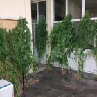Συνελήφθη 50χρονος σε περιοχή της Φλώρινας για καλλιέργεια 18 δενδρυλλίων κάνναβης