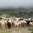 Κατανομή βοσκότοπων σε δικαιούχους κτηνοτρόφους από το δήμο Φλώρινας