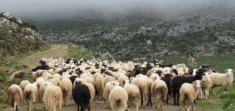 Κατανομή βοσκότοπων σε δικαιούχους κτηνοτρόφους από το δήμο Φλώρινας