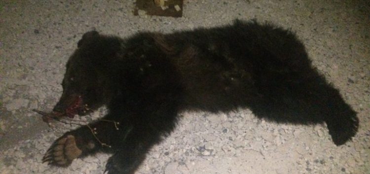 Τρίτο θανατηφόρο τροχαίο σε τρεις μήνες με θύμα αρκουδάκι στο Κλειδί Αμυνταίου (pics)