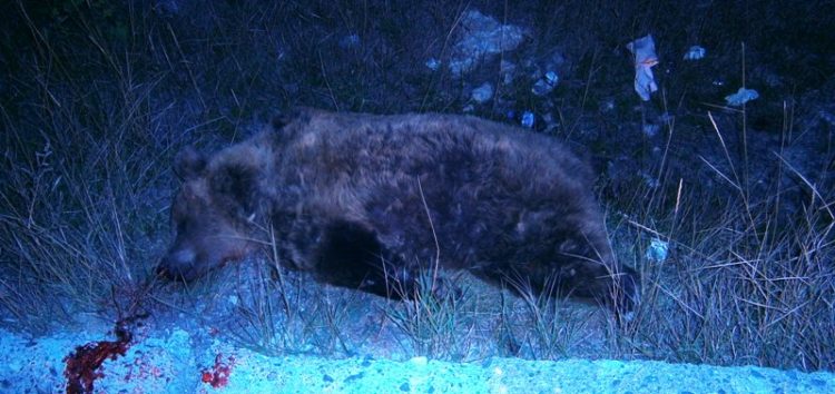 Νεκρή αρκούδα σε τροχαίο ατύχημα στο Κλειδί – 13 τροχαία στην ίδια περιοχή από το 2003 (pics)