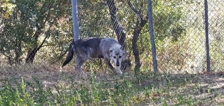 Δύο πρώην αιχμάλωτοι λύκοι μεταφέρθηκαν στον “Αρκτούρο”