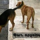 Επίθεση από αδέσποτα δέχτηκε 69χρονος στη Φλώρινα (pic)