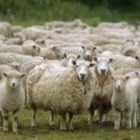 Ετήσια απογραφή εκμεταλλεύσεων αιγοπροβάτων και χοίρων έτους 2017