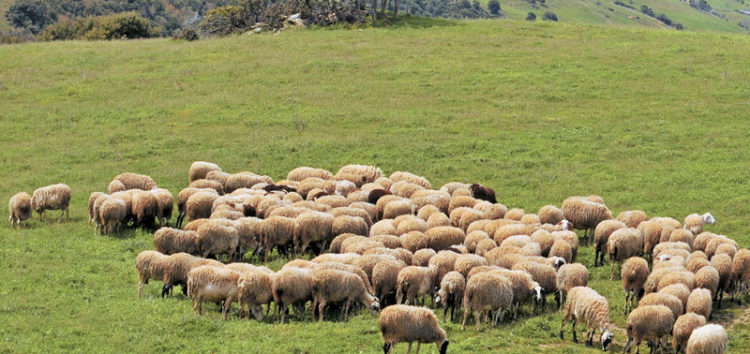 Τροποποίηση της Υπουργικής Απόφασης για την διαδικασία μίσθωσης βοσκήσιμων γαιών