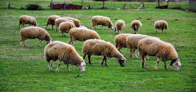 Κατανομή επιλέξιμων βοσκήσιμων γαιών