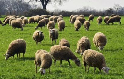 Άρση Απόφασης Ορισμού Απαγορευμένων Ζωνών λόγω εστιών Ευλογιάς των προβάτων και αιγών στην ΠΕ Φλώρινας