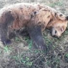 Νεκρό αρκουδάκι εντοπίστηκε στο ύψος της τοποθεσίας «Κλειδί» Αμυνταίου