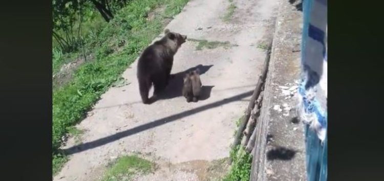 Η… αποχώρηση των αρκούδων από τη Δροσοπηγή (video)