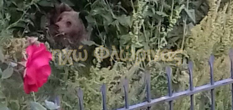 Αρκούδα γέννησε δύο αρκουδάκια σε αυλή σπιτιού στη Δροσοπηγή! (pics)