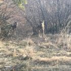Ο Αρκτούρος έσωσε δύο ακόμη λύκους από την αιχμαλωσία στην Σερβία
