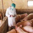 Ενημέρωση για την αφρικανική πανώλη των χοίρων