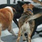 Και άλλη επίθεση από αδέσποτα στην περιοχή της Αγίας Παρασκευής