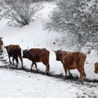 Ζημιές λόγω ψύχους στη ζωική παραγωγή της Π.Ε. Φλώρινας