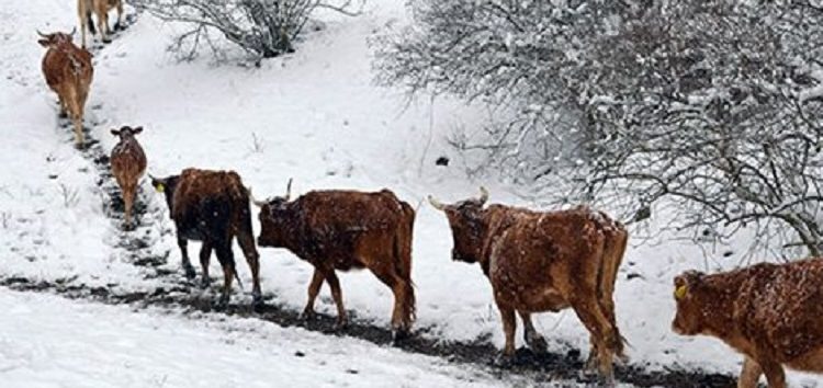 Ζημιές λόγω ψύχους στη ζωική παραγωγή της Π.Ε. Φλώρινας