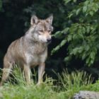 Ανακοίνωση της Αποκεντρωμένης Διοίκησης Ηπείρου – Δυτικής Μακεδονίας για τα περιστατικά εμφάνισης λύκων στη Φλώρινα