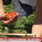 Η κάμερα του Flash στις φράουλες της Φλώρινας (video)