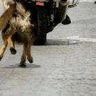 Σοβαρό πρόβλημα με αγέλη αδέσποτων στην περιοχή του “κύκλου”