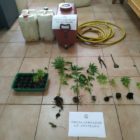 Συνελήφθη 48χρονος σε περιοχή της Φλώρινας για καλλιέργεια 16 δενδρυλλίων κάνναβης