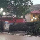 Μεγάλες καταστροφές στις δενδροκαλλιέργειες – Ολοκληρωτική καταστροφή της παραγωγής φασολιών της Πρέσπας