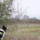 Νεκρά από φόλα τρία σκυλιά φύλαξης κοπαδιών στη Φλώρινα