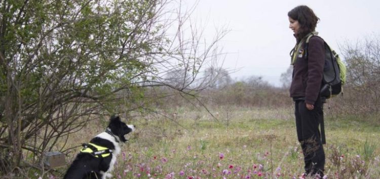 Νεκρά από φόλα τρία σκυλιά φύλαξης κοπαδιών στη Φλώρινα