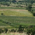 Τεράστιες ζημιές στη φασολοκαλλιέργεια των Πρεσπών (pics)