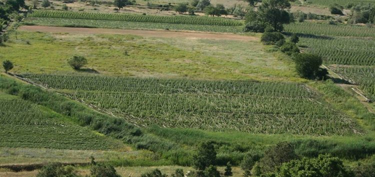 Τεράστιες ζημιές στη φασολοκαλλιέργεια των Πρεσπών (pics)