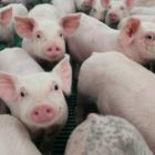 Επιβεβαίωση νέων εστιών Αφρικανικής Πανώλης των Χοίρων στην Π.Ε. Φλώρινας