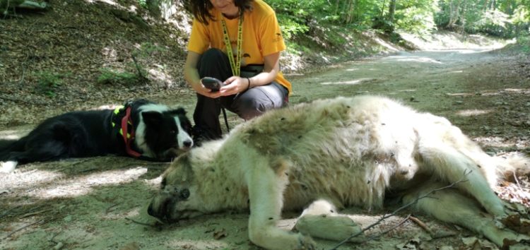 Ακόμη ένα περιστατικό δηλητηρίασης στα σύνορα Καστοριάς – Φλώρινας (pics)