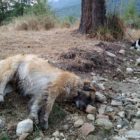Μαζικά κρούσματα φόλας: τουλάχιστον 50 σκυλιά νεκρά στην περιοχή Αμυνταίου – Φλώρινας