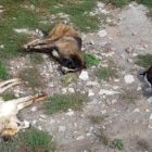 Μαζική δηλητηρίαση σκύλων σε Σκλήθρο, Αετό και Νυμφαίο