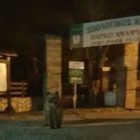 Λήψη διαχειριστικών μέτρων για την αντιμετώπιση της εμφάνισης αρκούδας στο Ζωολογικό Κήπο της Φλώρινας