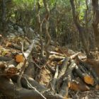 Σύλληψη τριών αλλοδαπών για παράνομη υλοτομία σε δασική περιοχή της Φλώρινας