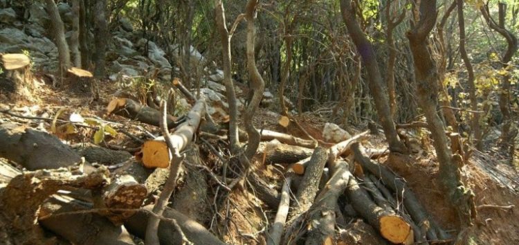 Σύλληψη τριών αλλοδαπών για παράνομη υλοτομία σε δασική περιοχή της Φλώρινας