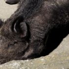 Ενημέρωση κυνηγών για την Αφρικανική πανώλη των χοίρων