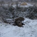 Αρκούδα παγιδεύτηκε σε παράνομη θηλειά για αγριογούρουνα κοντά στον Λευκώνα Πρεσπών